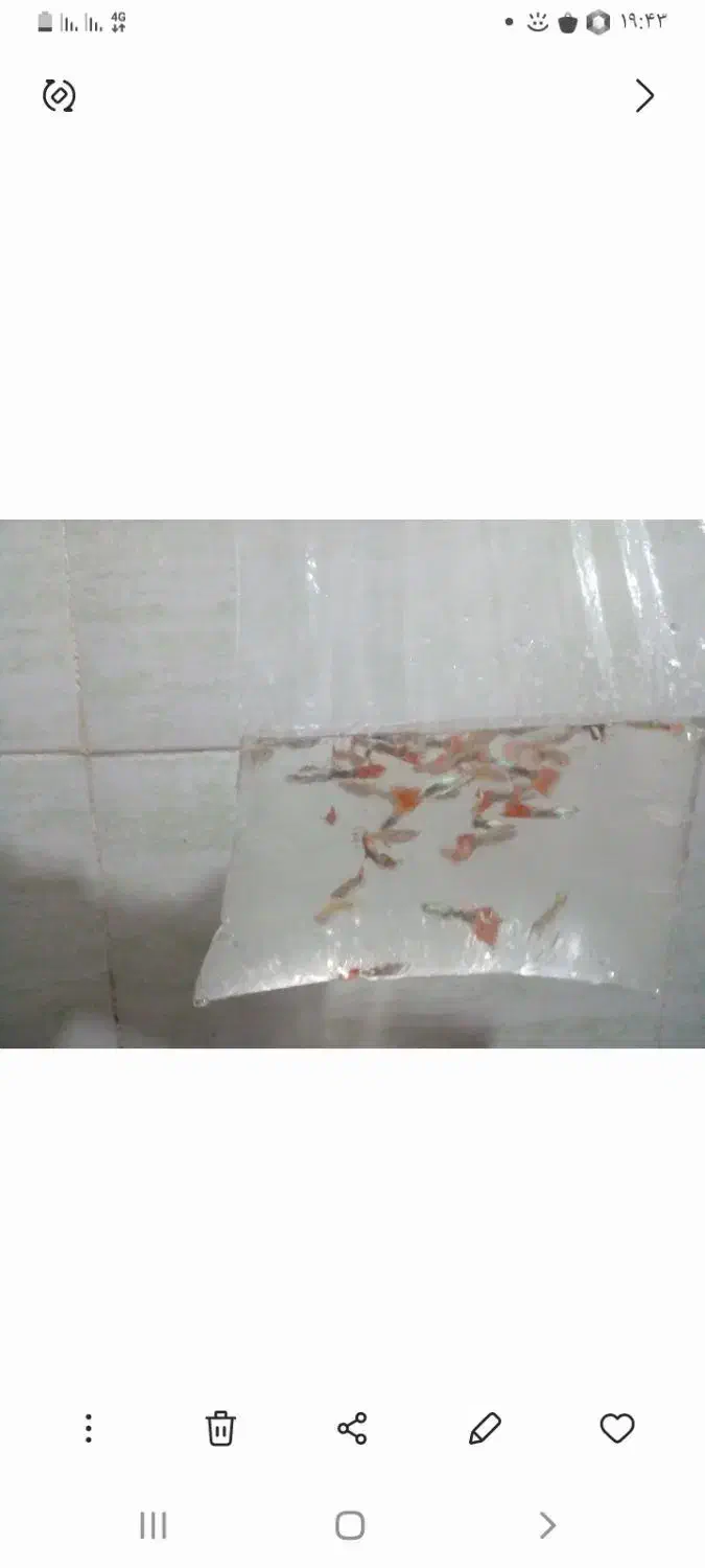 ماهی گوپی|ماهی|سیرجان, |دیوار