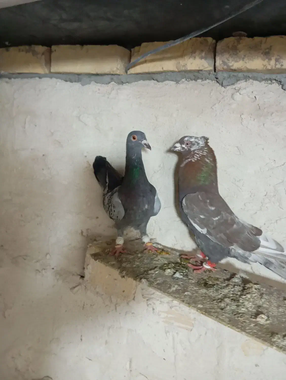 کبوتر پرنده|پرنده|اسفرورین, |دیوار