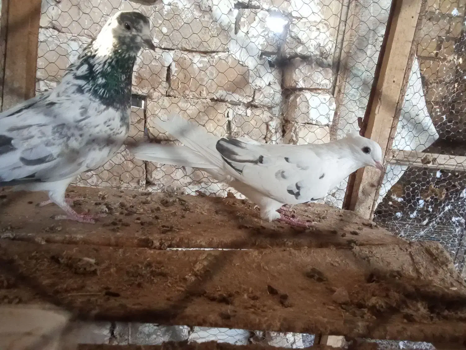 کبوتر پرشی|پرنده|کاشان, طاهرآباد|دیوار