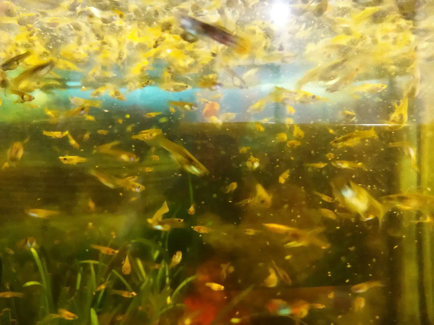 ماهی گوپی|ماهی|اهواز, فاز ۲ پادادشهر|دیوار