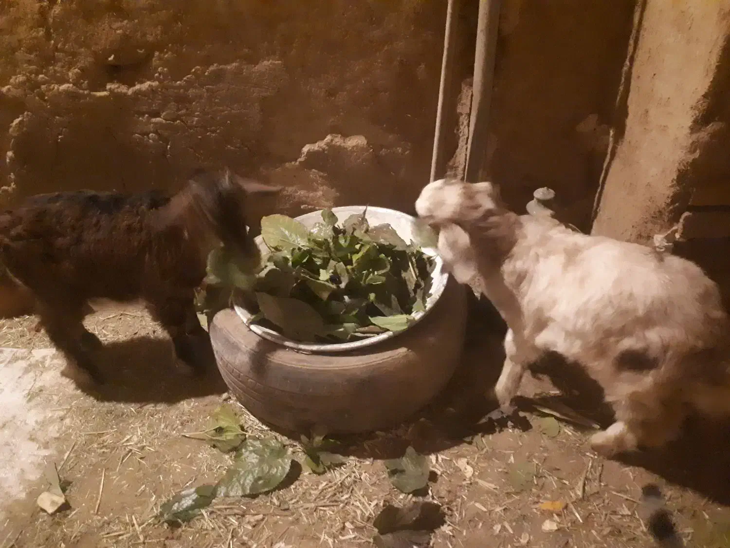 بزغاله|حیوانات مزرعه|سنقر, |دیوار