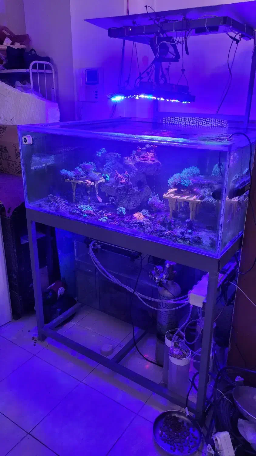 آکواریوم فارم مرجانی|ماهی|شیراز, صنایع الکترونیک|دیوار