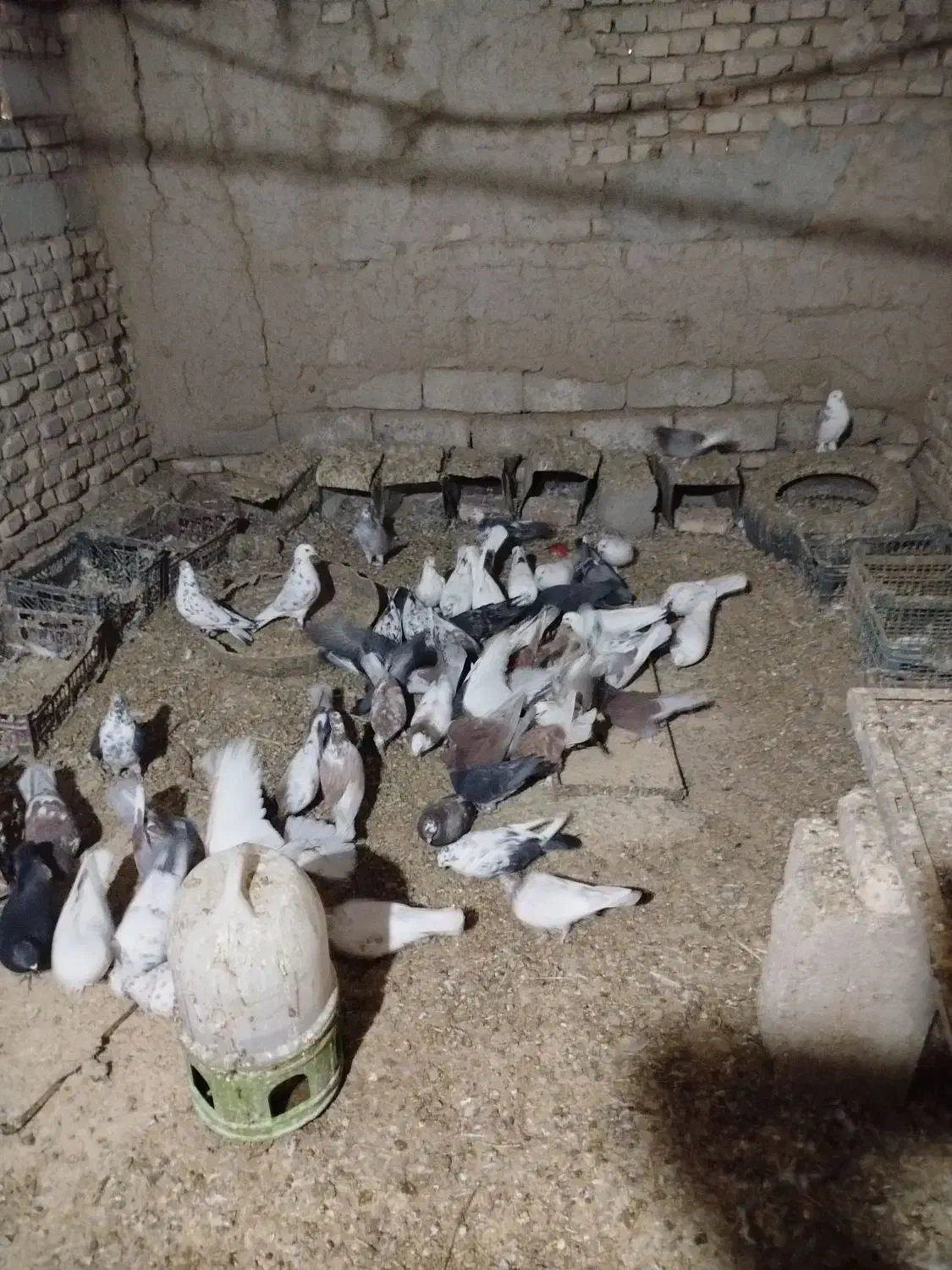 کبوتر فروشی|پرنده|مهریز, |دیوار