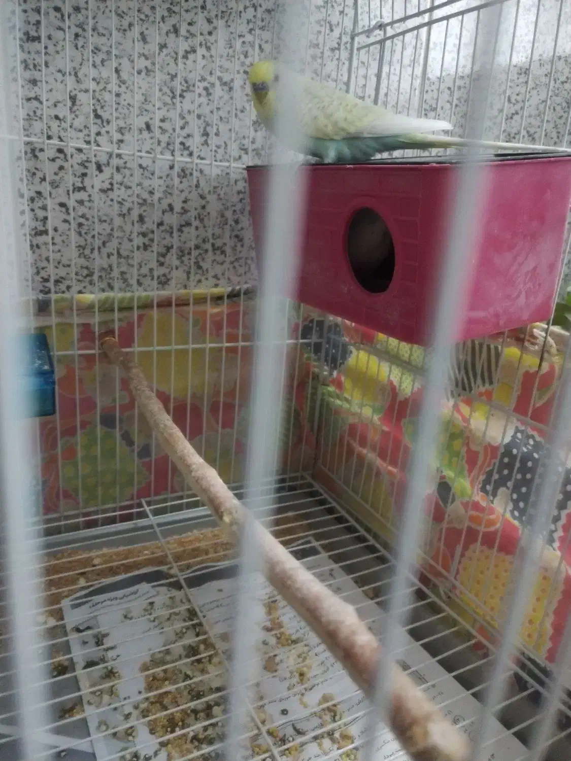 مرغ عشق|پرنده|سبزوار, گلشن|دیوار