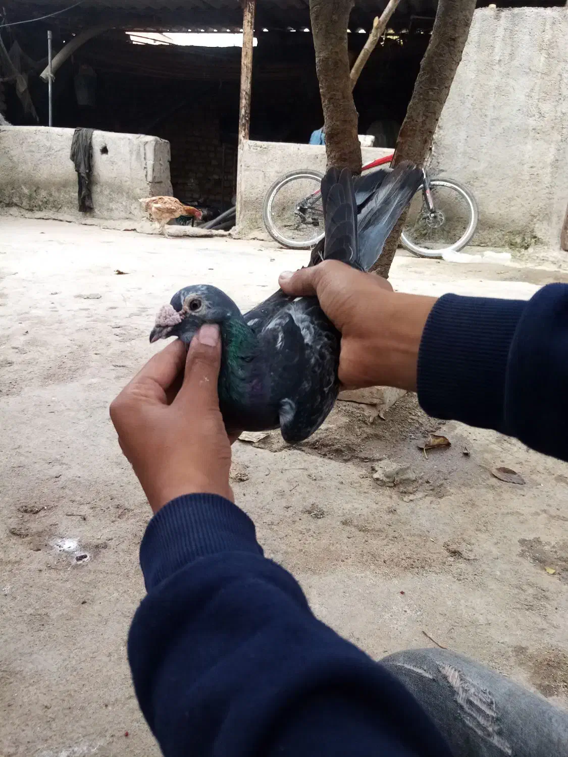 کبوتر مسافتی معاوضه|پرنده|خان ببین, |دیوار