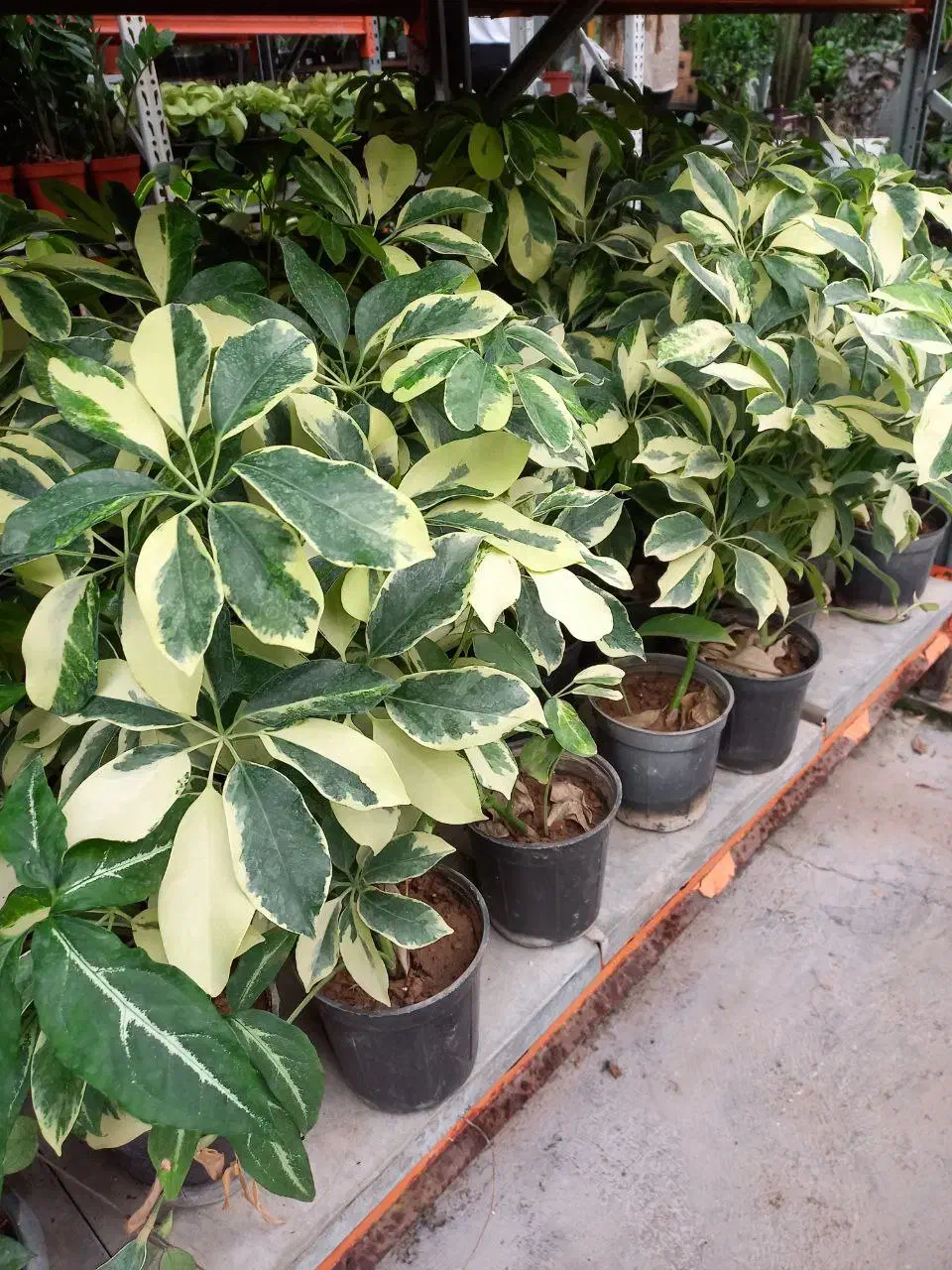 گیاه شفلرا|گل و گیاه طبیعی|تهران, عباسآباد|دیوار