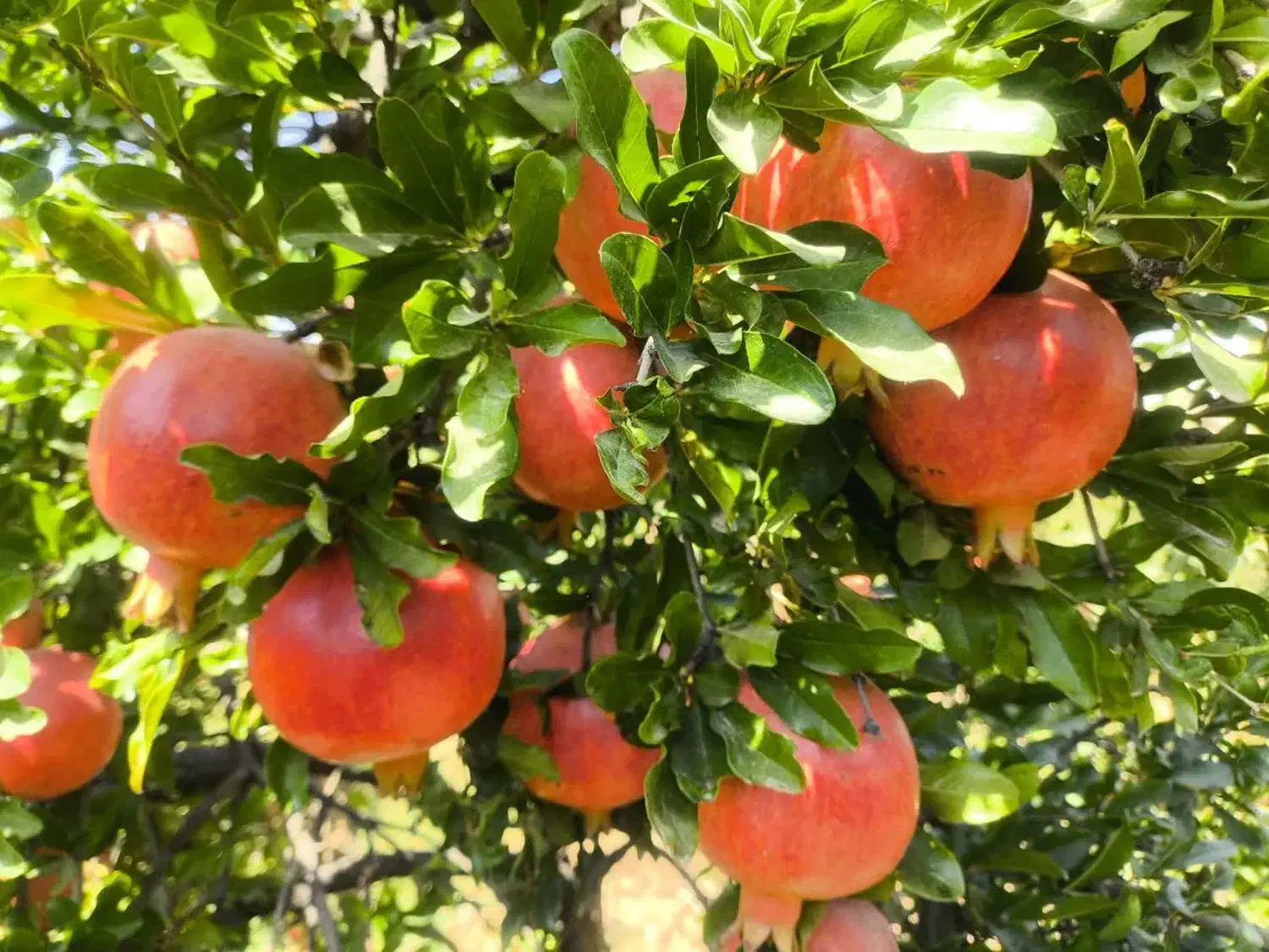 کارشناس رشد تناژ و تغذیه خاک|خدمات باغبانی و درختکاری|صدرا-فارس, فاز ۲|دیوار