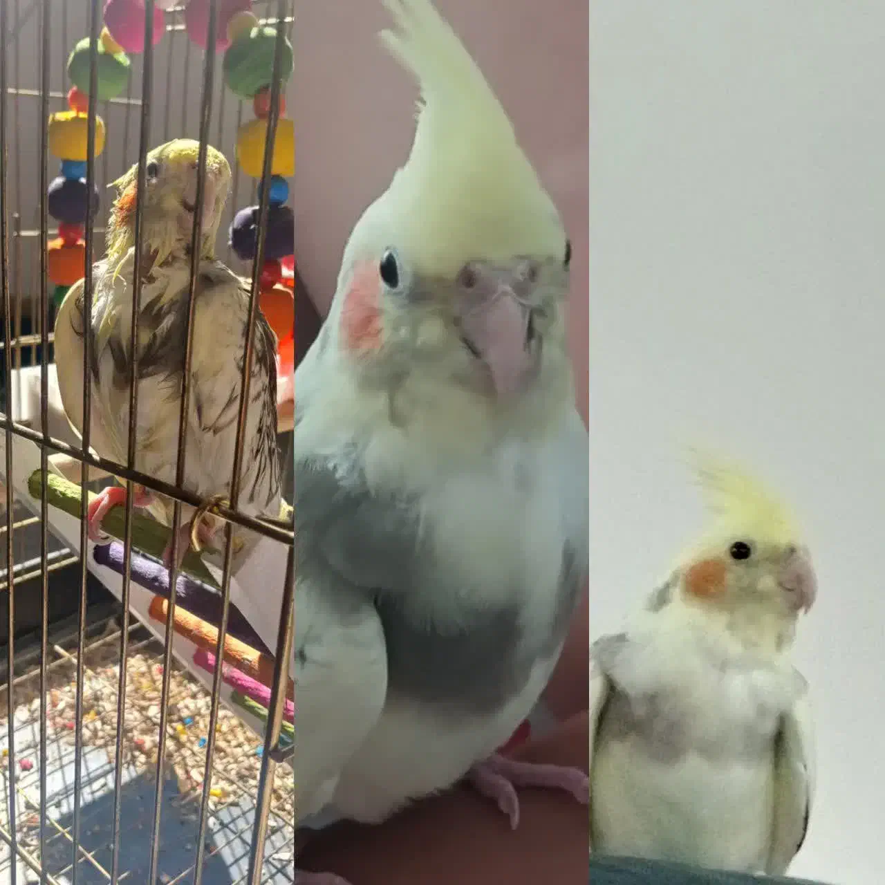 500مژدگانی|حیوانات|قم, شهدا|دیوار