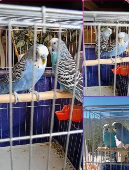 مرغ عشق مولد|پرنده|ایوان, |دیوار