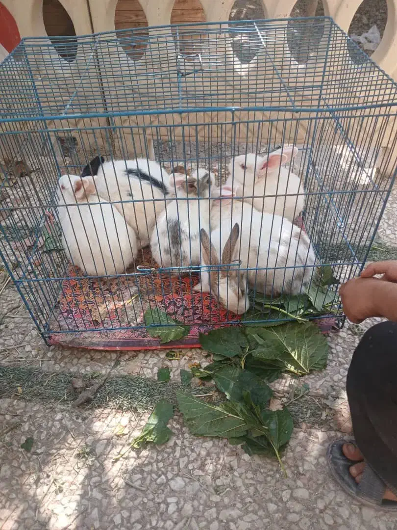 خرگوش فروشی|موش و خرگوش|شهریار, شهریار|دیوار