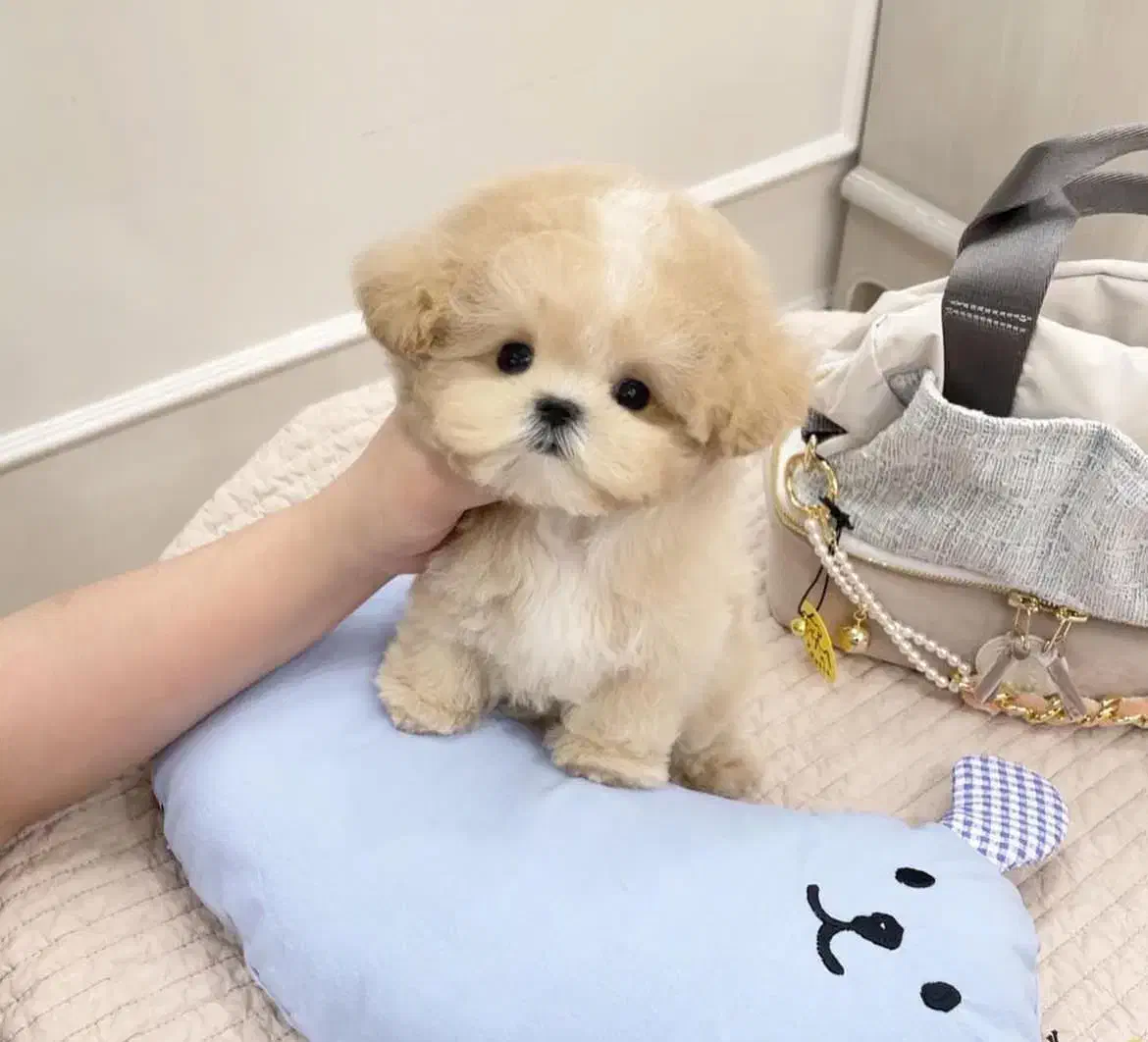 جیبی|سگ|تهران, پونک|دیوار