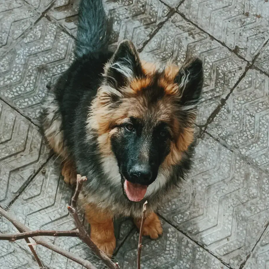 توله کینگ ساز ژرمن شپرد شولاین|سگ|شهر بابک, |دیوار