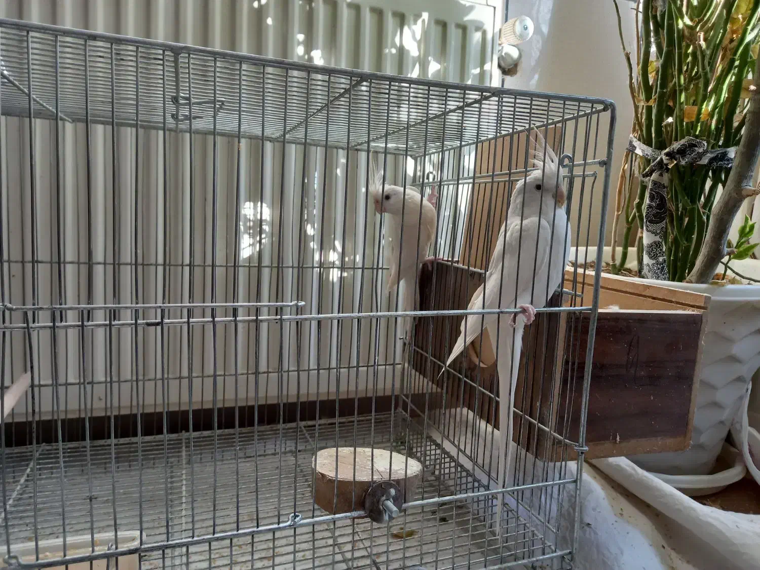 عروس هلندی|پرنده|نجفآباد, شیخ بهایی|دیوار