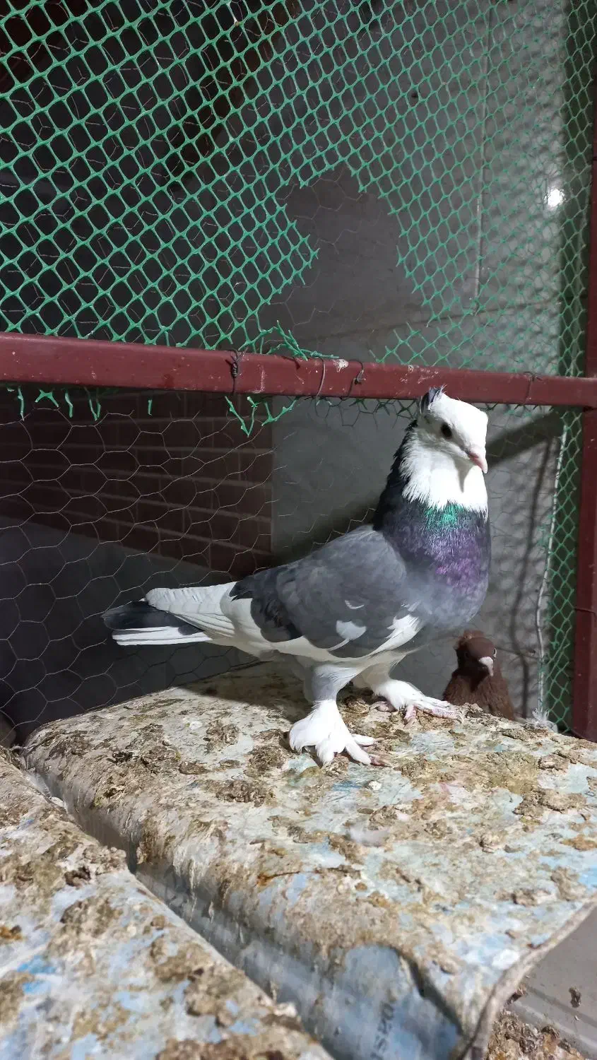 کفتر فروشی|پرنده|طبس, |دیوار