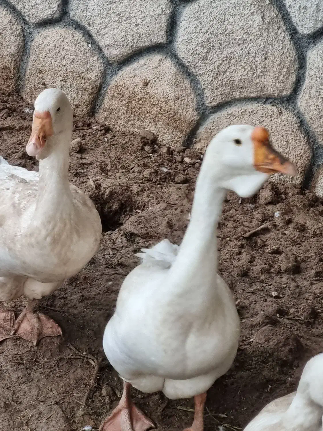 قوغاز وارداتی  لیندا . خالماگوری سفید|حیوانات مزرعه|دیلم, |دیوار