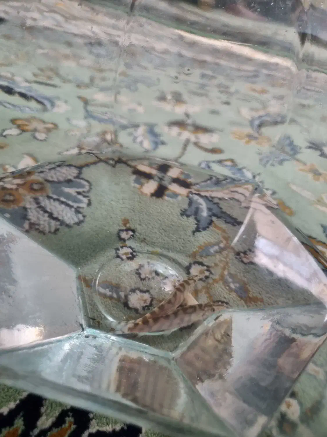 لوچ دلقک پاکستانی|ماهی|پاکدشت, پارچین|دیوار