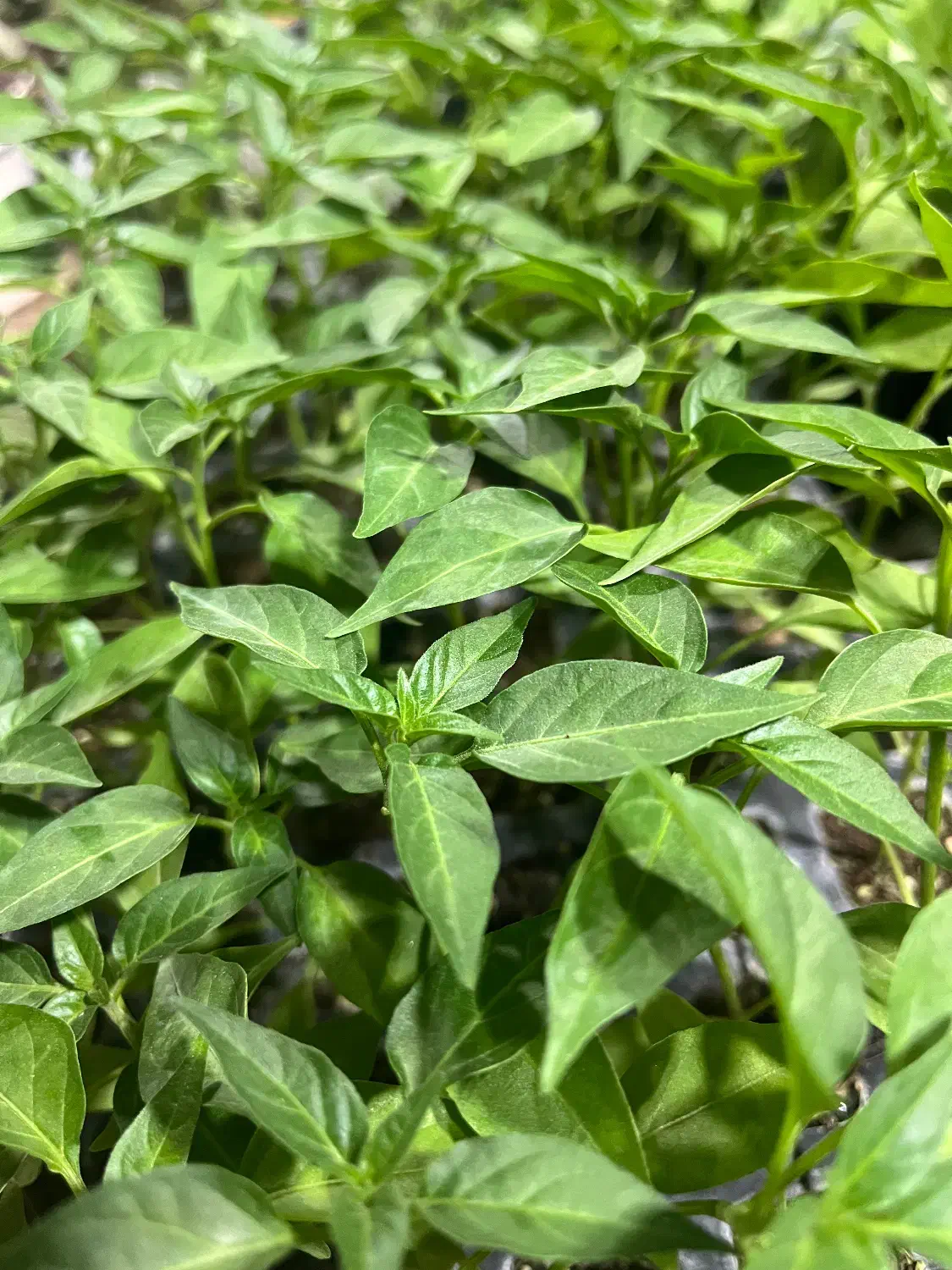 نشا صیفی جات|خدمات باغبانی و درختکاری|رامشیر, |دیوار