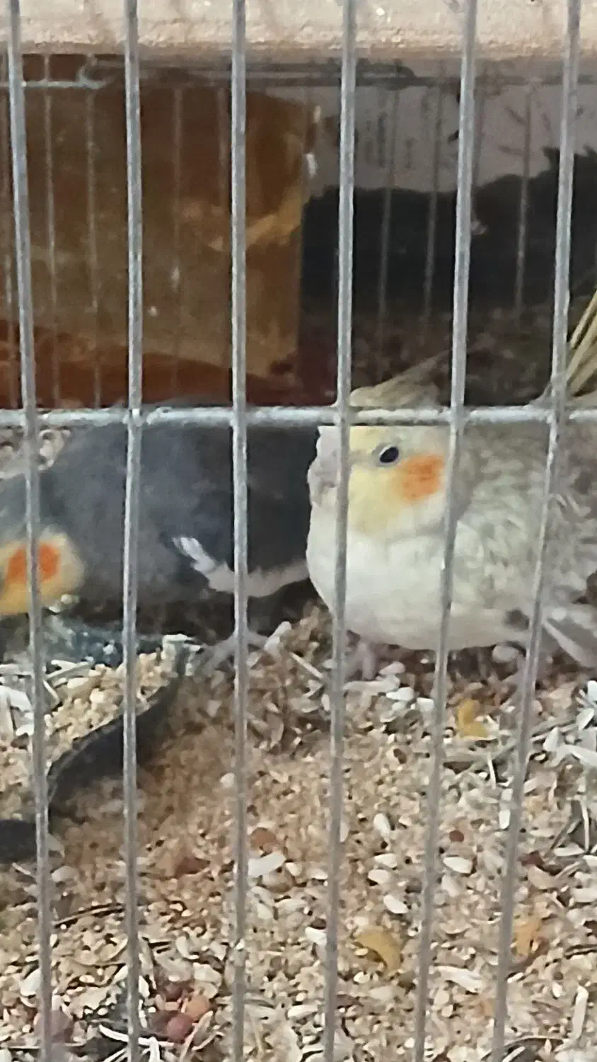 فروش ویژه|پرنده|تربت جام, جامی|دیوار