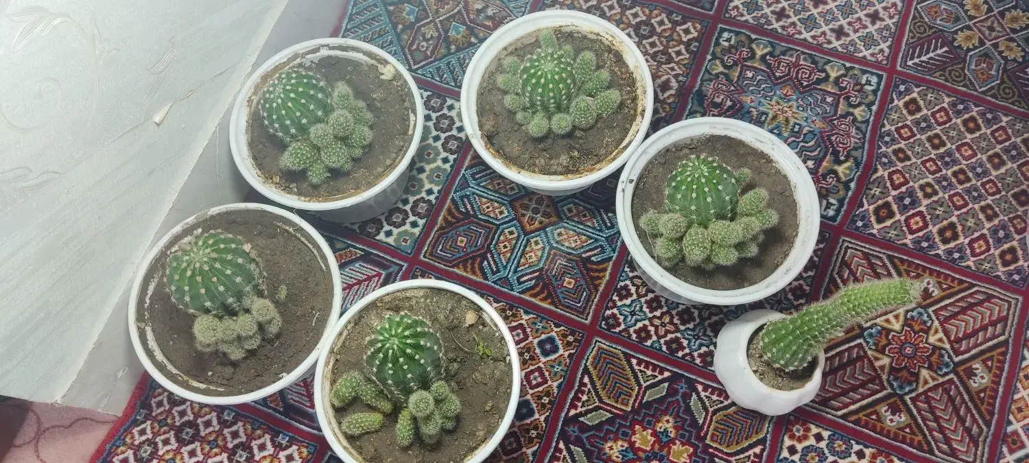 کاکتوس|گل و گیاه طبیعی|نمین, |دیوار