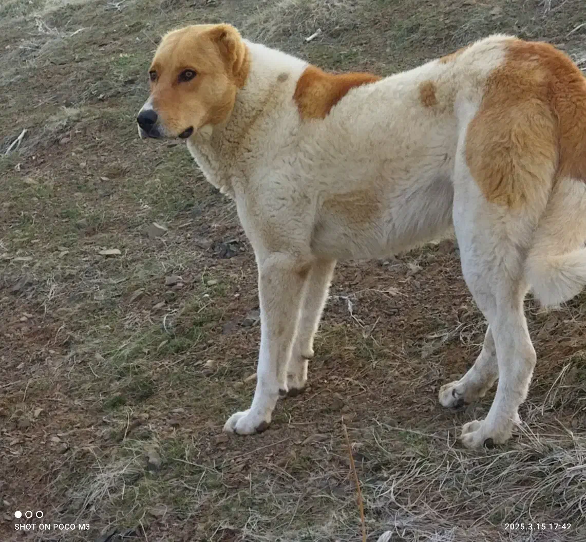 سگ پژدر|سگ|سارال, |دیوار