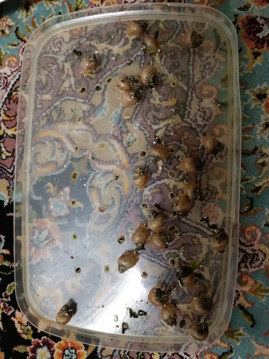 حلزون|خزنده|شیراز, جانبازان|دیوار