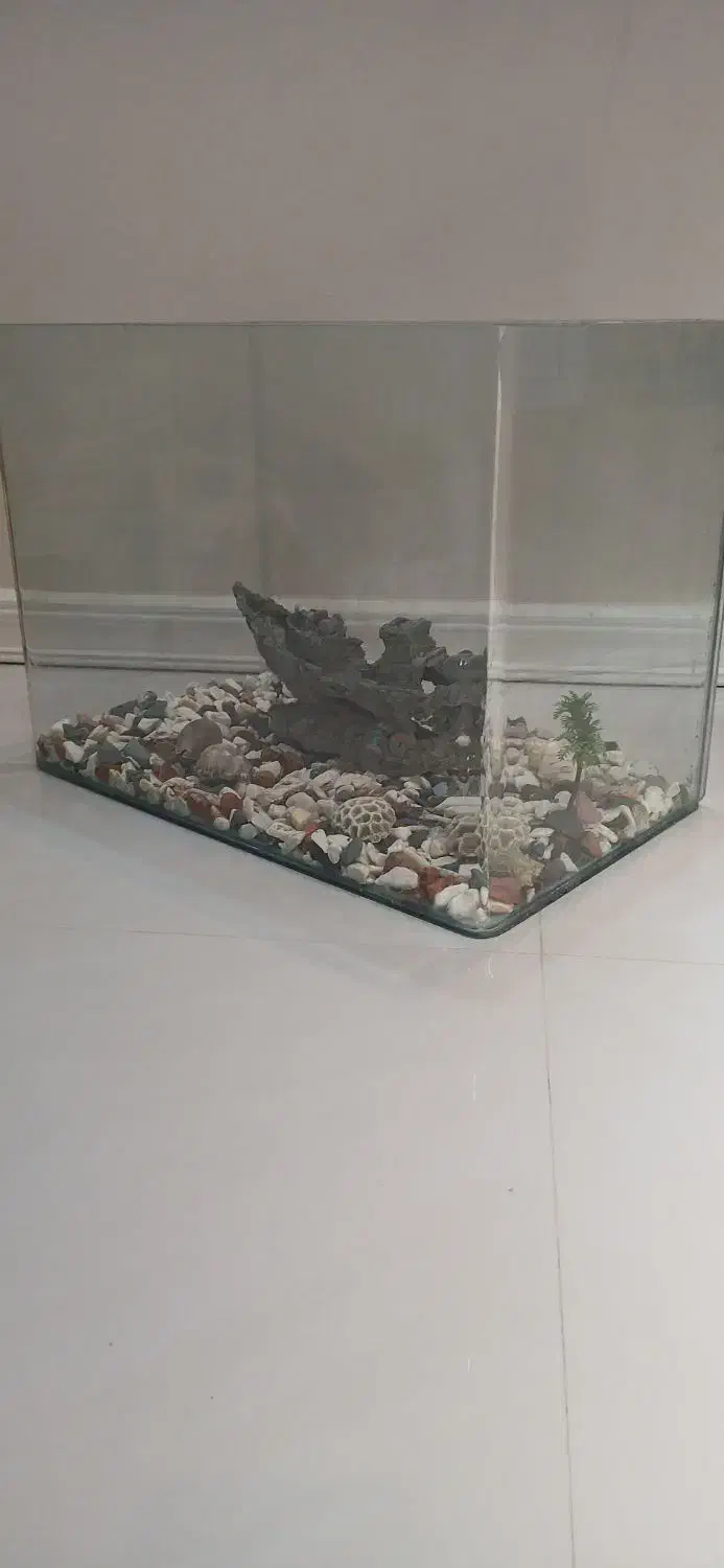 آکواریم سالم شیشه خم به همراه لوازم|ماهی|مشهد, رضاشهر|دیوار