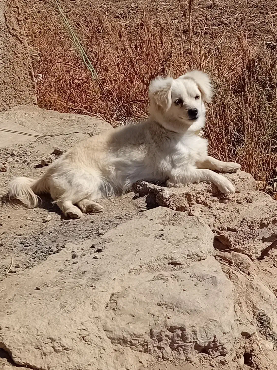 سگ پشمالو لاس|سگ|لاران, |دیوار