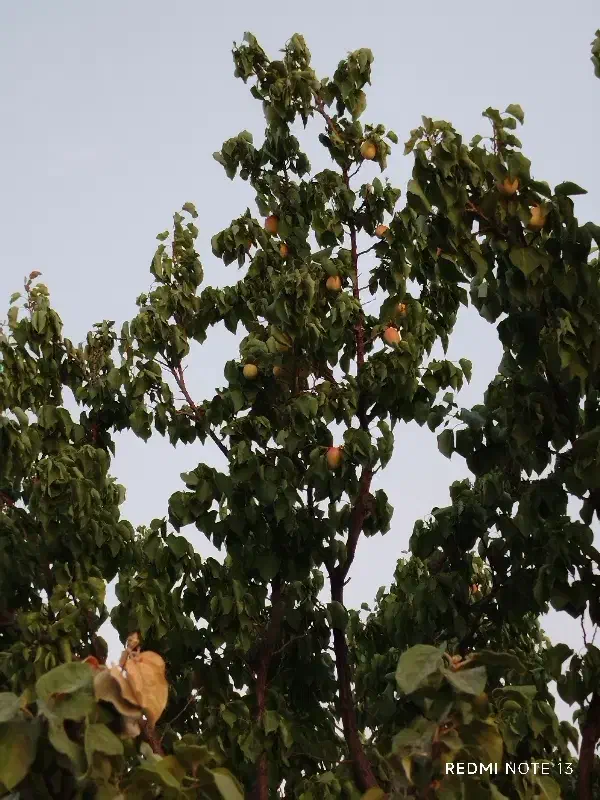 باغ 2000 متری با درختان میوه و استخر|فروش زمین و ملک کلنگی|برزک, |دیوار