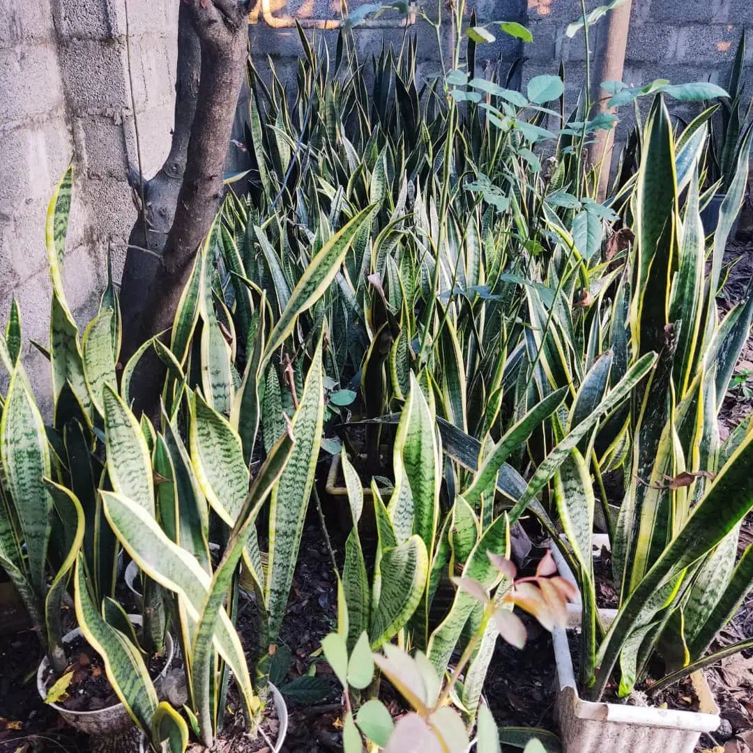 گل سانسوریا|گل و گیاه طبیعی|خمام, |دیوار