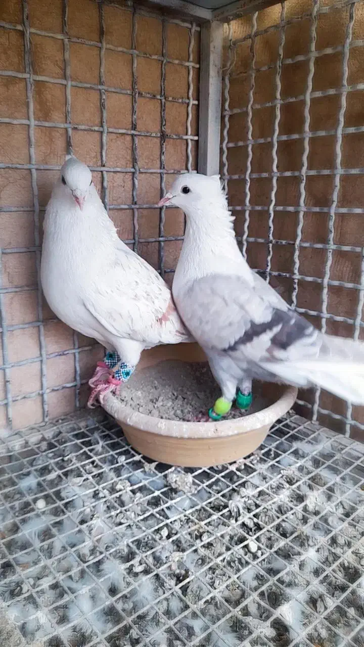 کفتر دوکت|حیوانات|آبیک, |دیوار