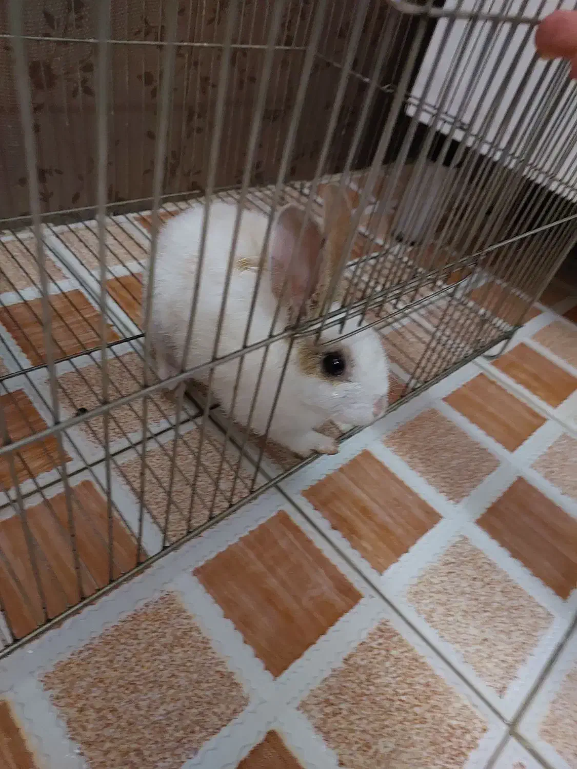 خرگوش مینیاتوری|موش و خرگوش|کرمانشاه, |دیوار