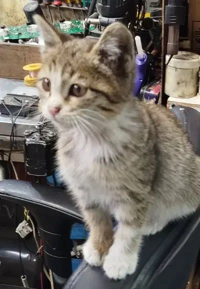 گربه میشول کوچولو|گربه|مشهد, شهید مطهری|دیوار