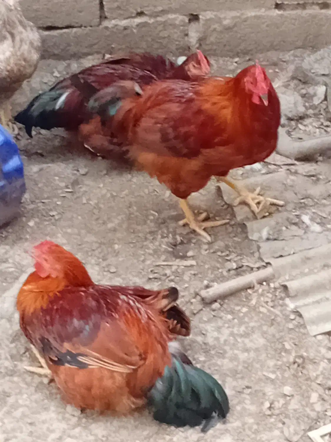 حنایی خروس ،غاز|حیوانات مزرعه|قائم‌شهر, |دیوار