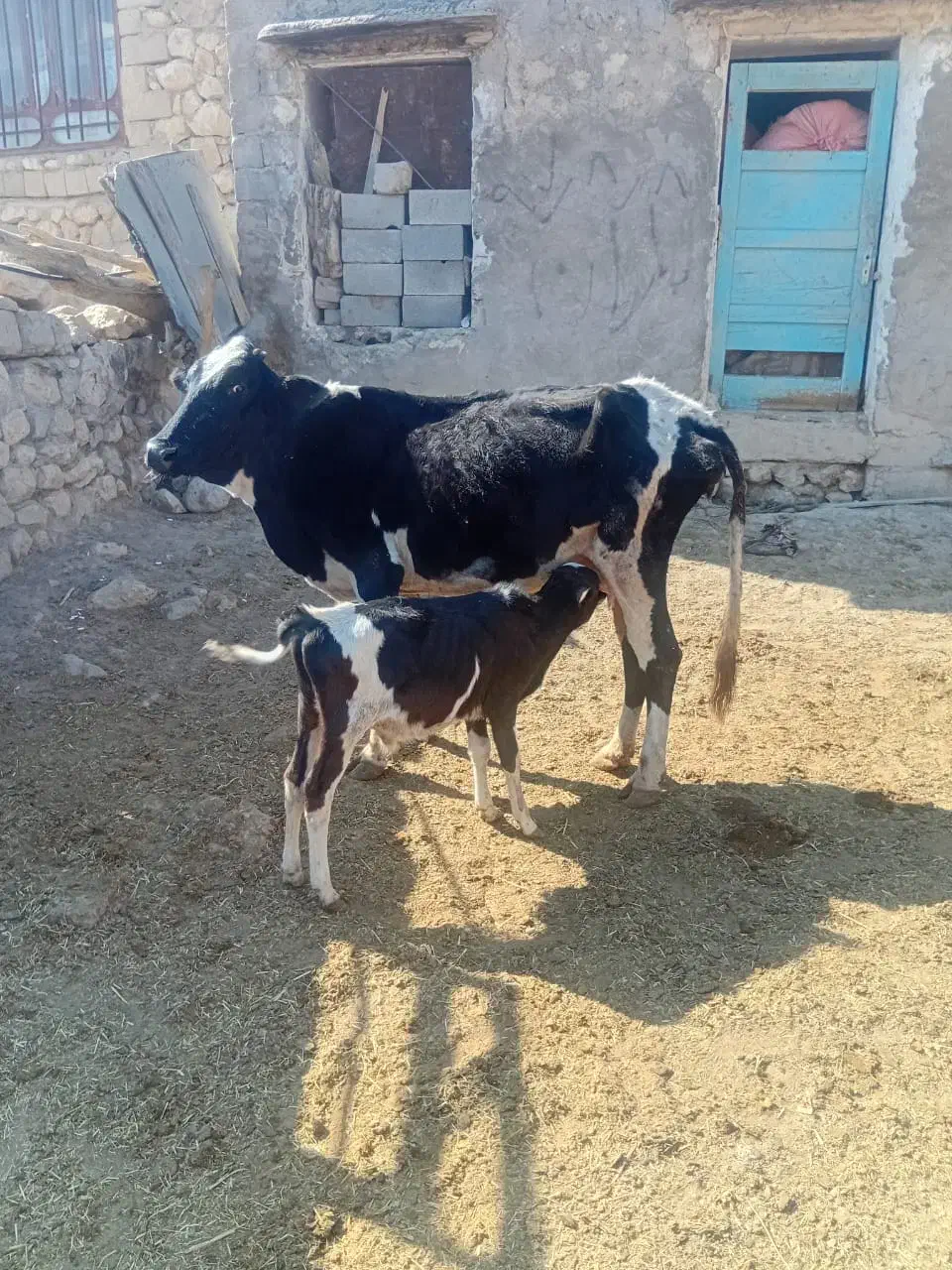 دام زنده|حیوانات مزرعه|فلارد, |دیوار