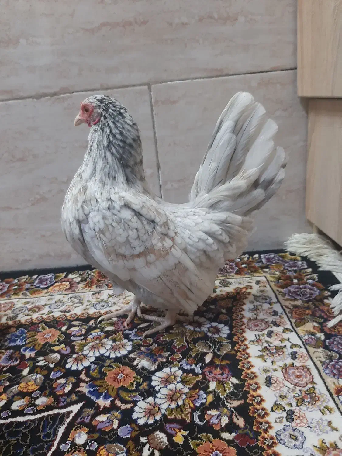 تخم مینیاتوری نطفه دار|حیوانات مزرعه|کهریزک, |دیوار