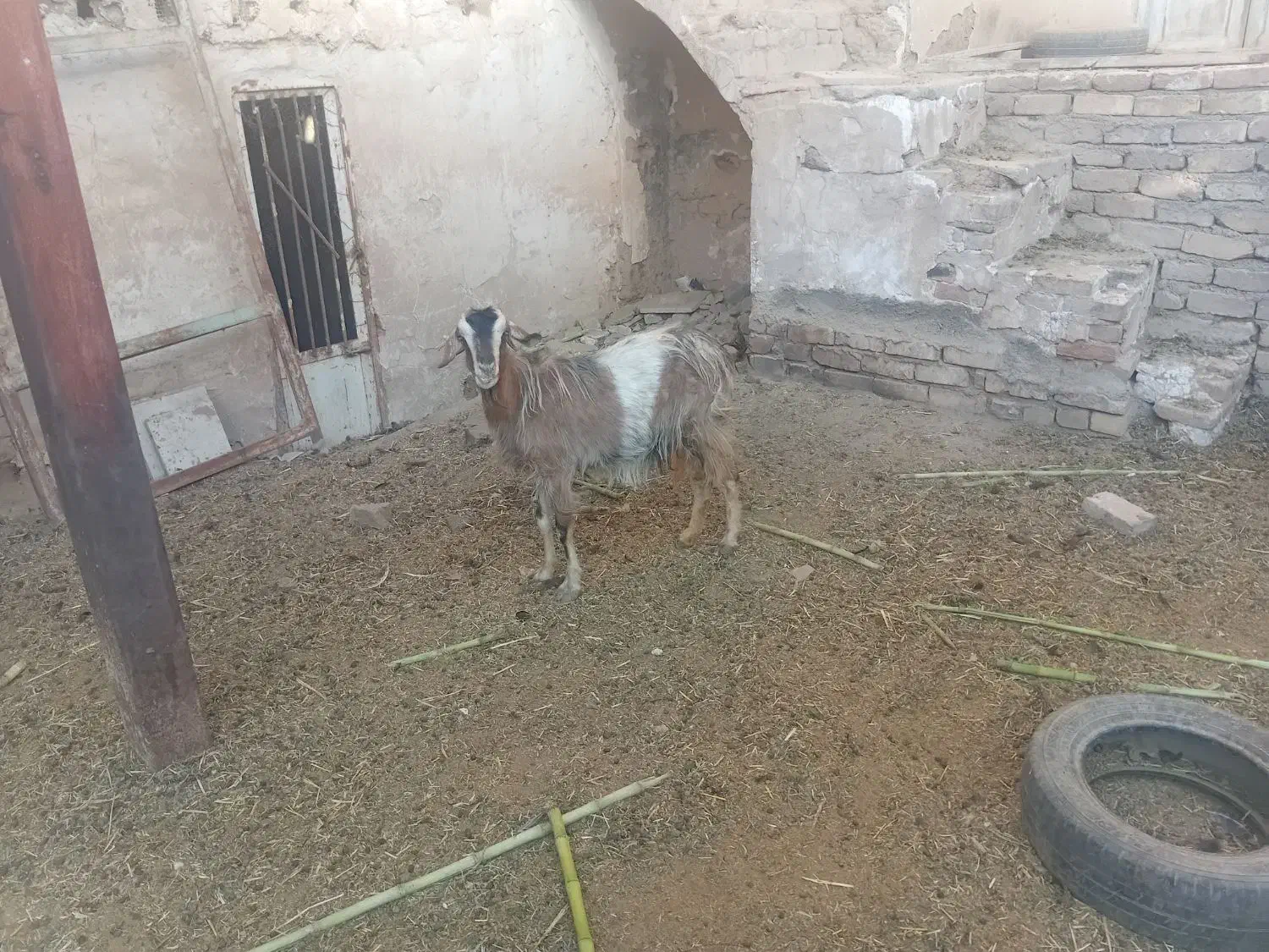 دوتا بز|حیوانات مزرعه|آران و بیدگل, |دیوار