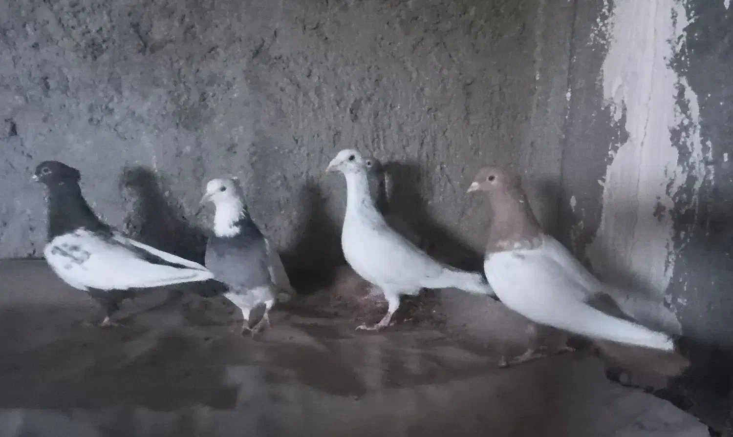 دوعدد دورنگ ماده.طوقی کاغذی ماده.یهودی هفترنگ نر..|پرنده|قزوین, |دیوار