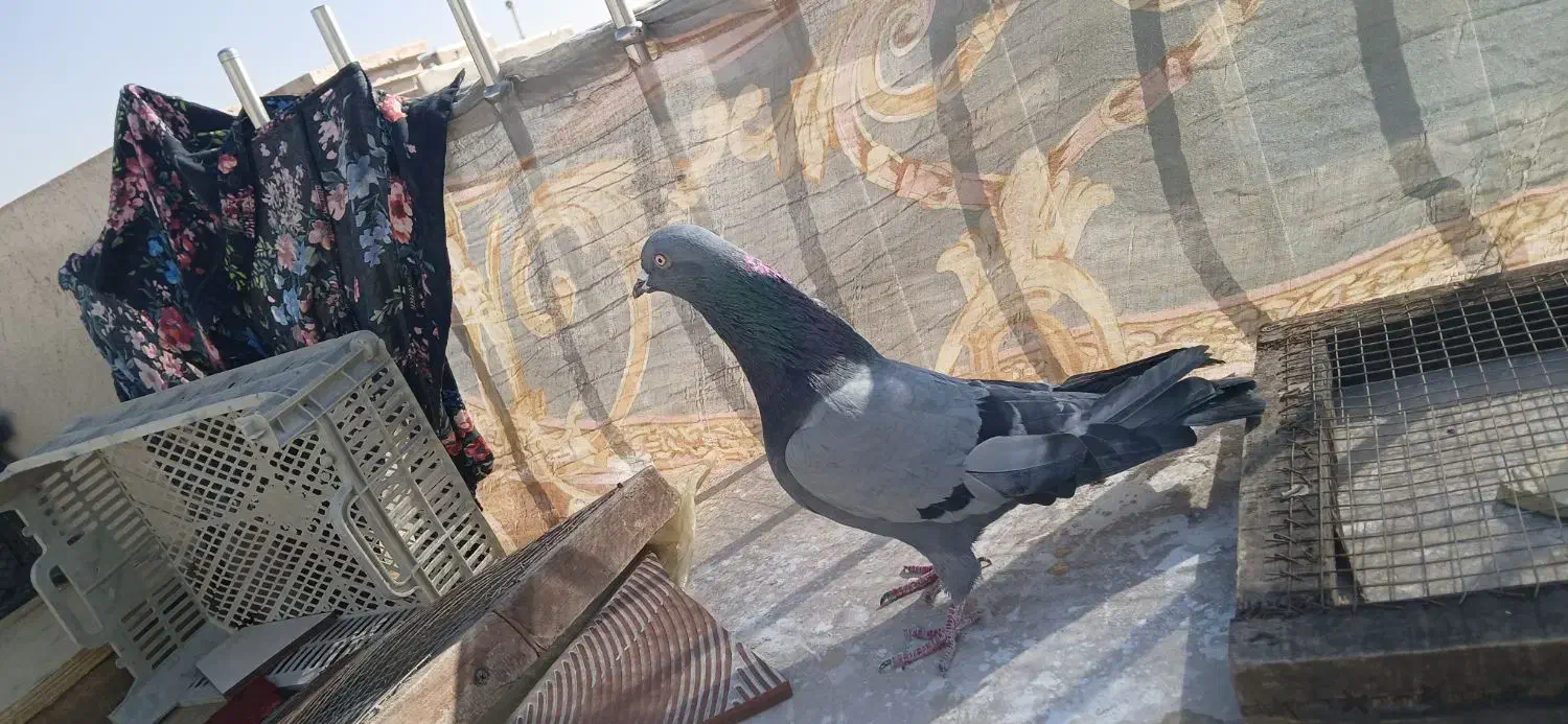 کبوتر اصفهانی|پرنده|شاهین‌شهر, نسیم ۵|دیوار