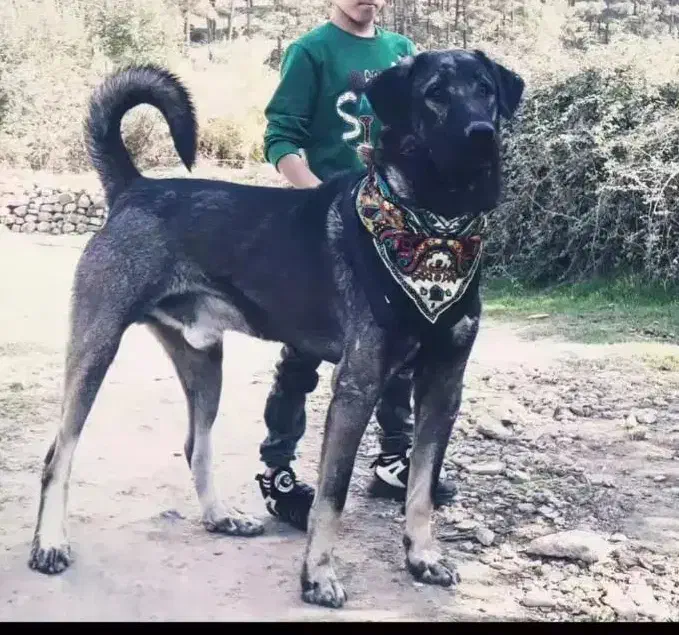 سگ پژدر معاوضه با سرابی|سگ|گتوند, |دیوار