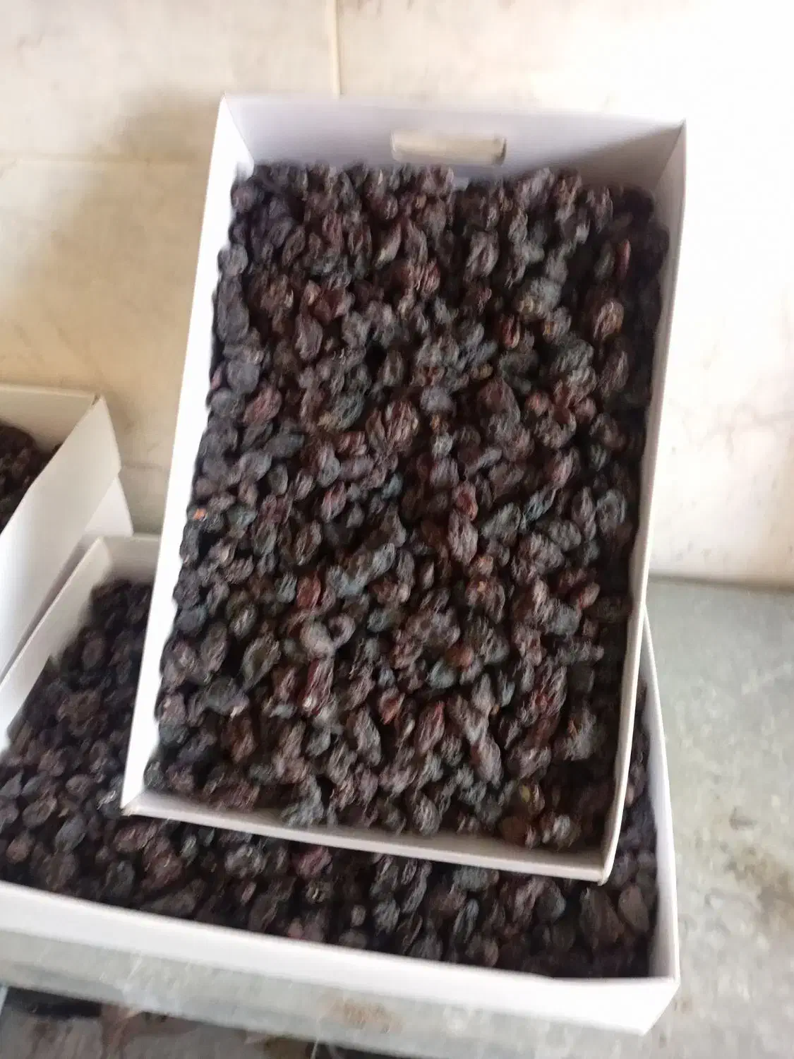 خرید وفروش انواع کشمش ومویز آفتابی شهرک گلستان|عمدهفروشی|شیراز, غدیر شمالی|دیوار