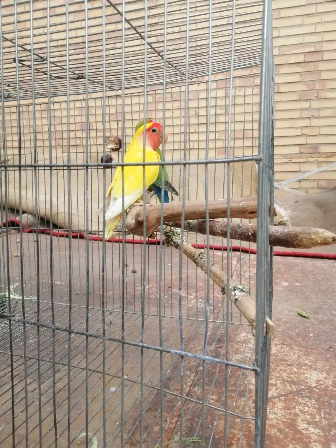 طوطی کوتوله برزیلی روی جوجه|پرنده|سیرجان, |دیوار