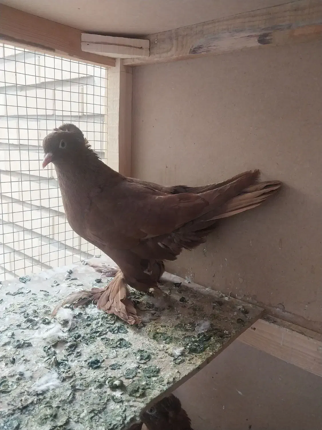 کبوتر راعبی|پرنده|قم, بوستان علوی|دیوار