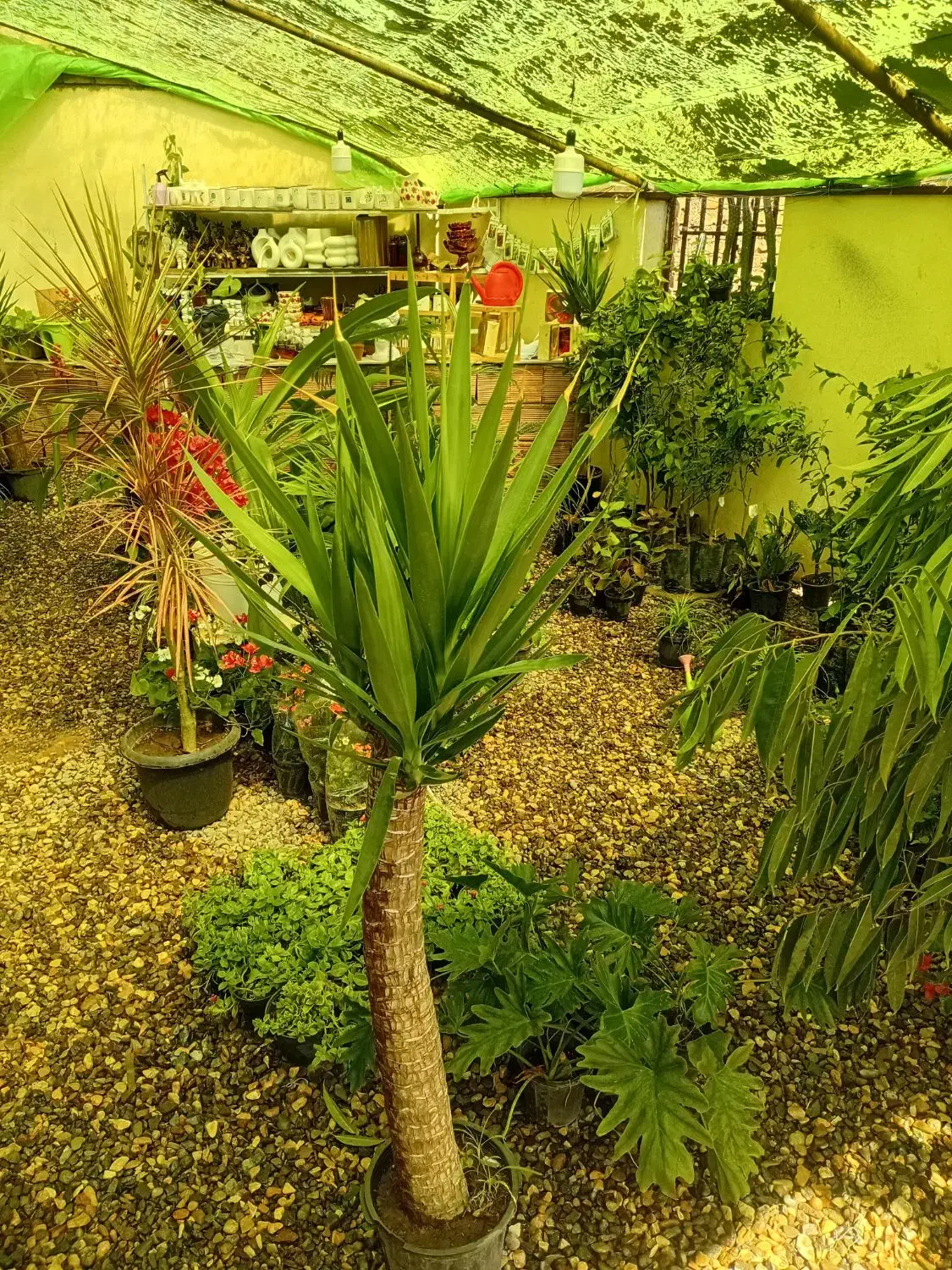 انواع گل و گیاه آپارتمانی و آبنما و...|گل و گیاه طبیعی|کرمان, |دیوار