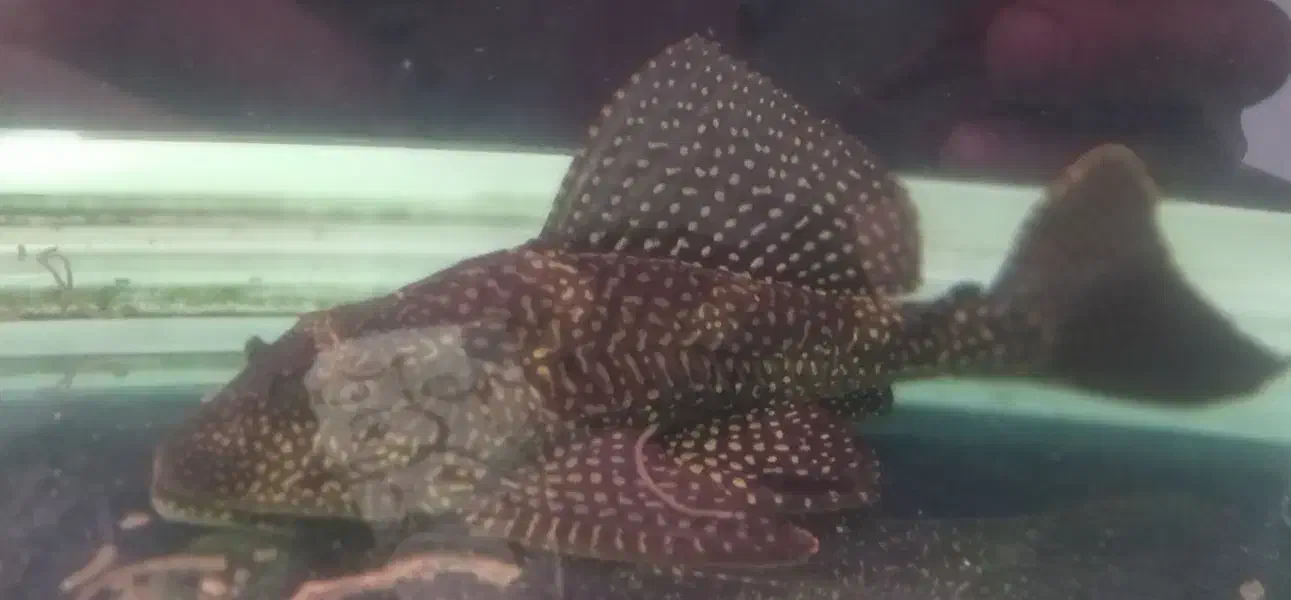 ماهی لجنخوار|ماهی|تهران, صادقیه|دیوار