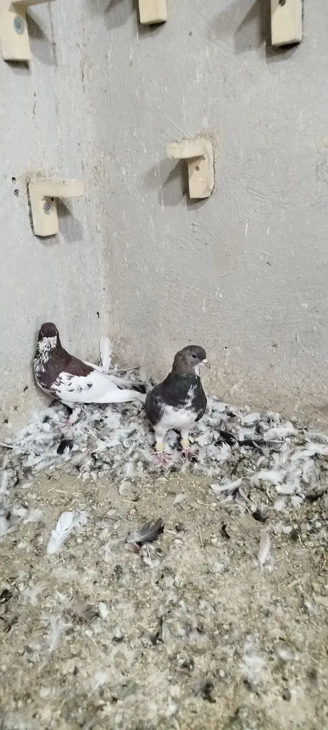 کبوتر|پرنده|شیراز, کفترک|دیوار