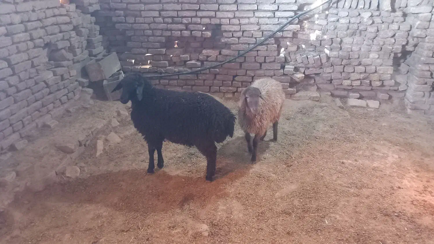 بره هترو وهمو|حیوانات مزرعه|مشهد, درزآب|دیوار