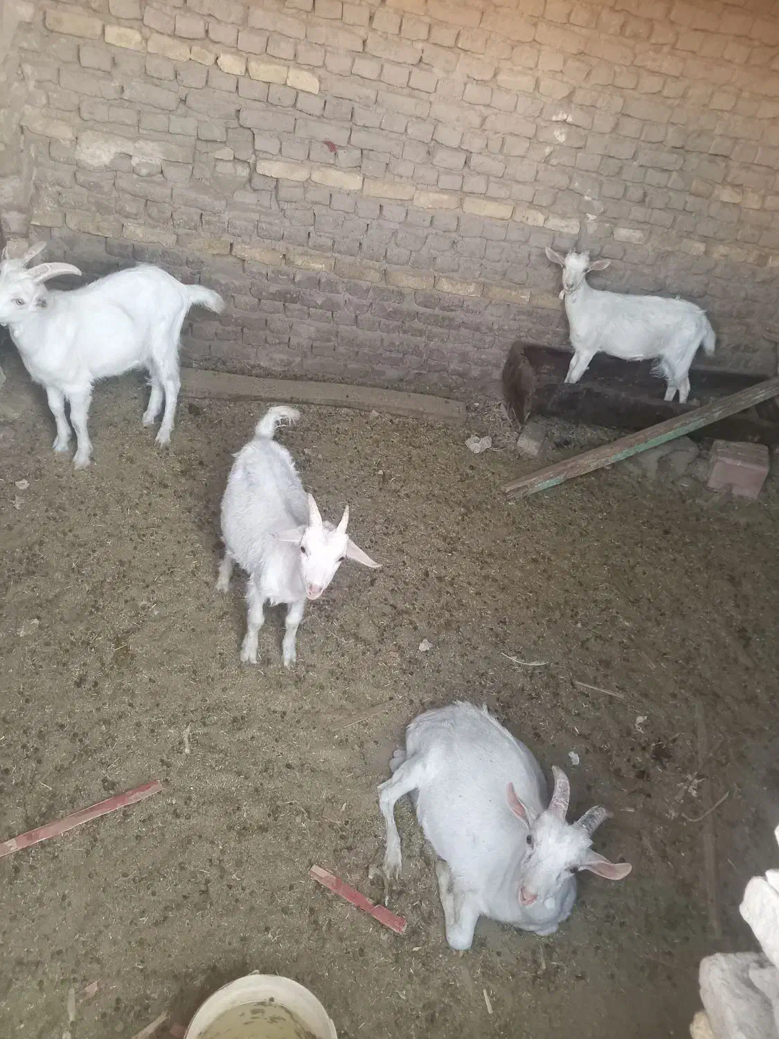 بزسانن|حیوانات مزرعه|زاوه, |دیوار