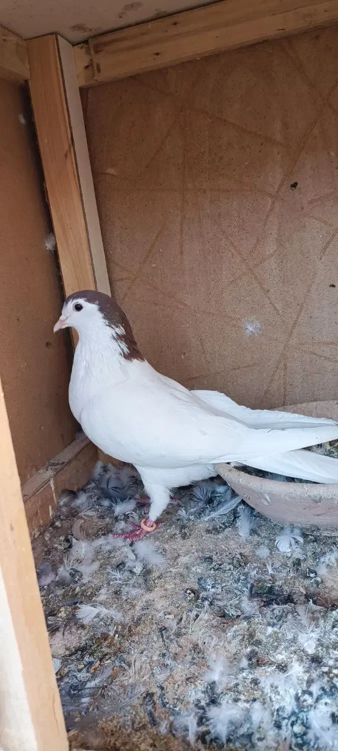 کبوتر خال سرخ|پرنده|تربت‌حیدریه, شهرک ولیعصر|دیوار