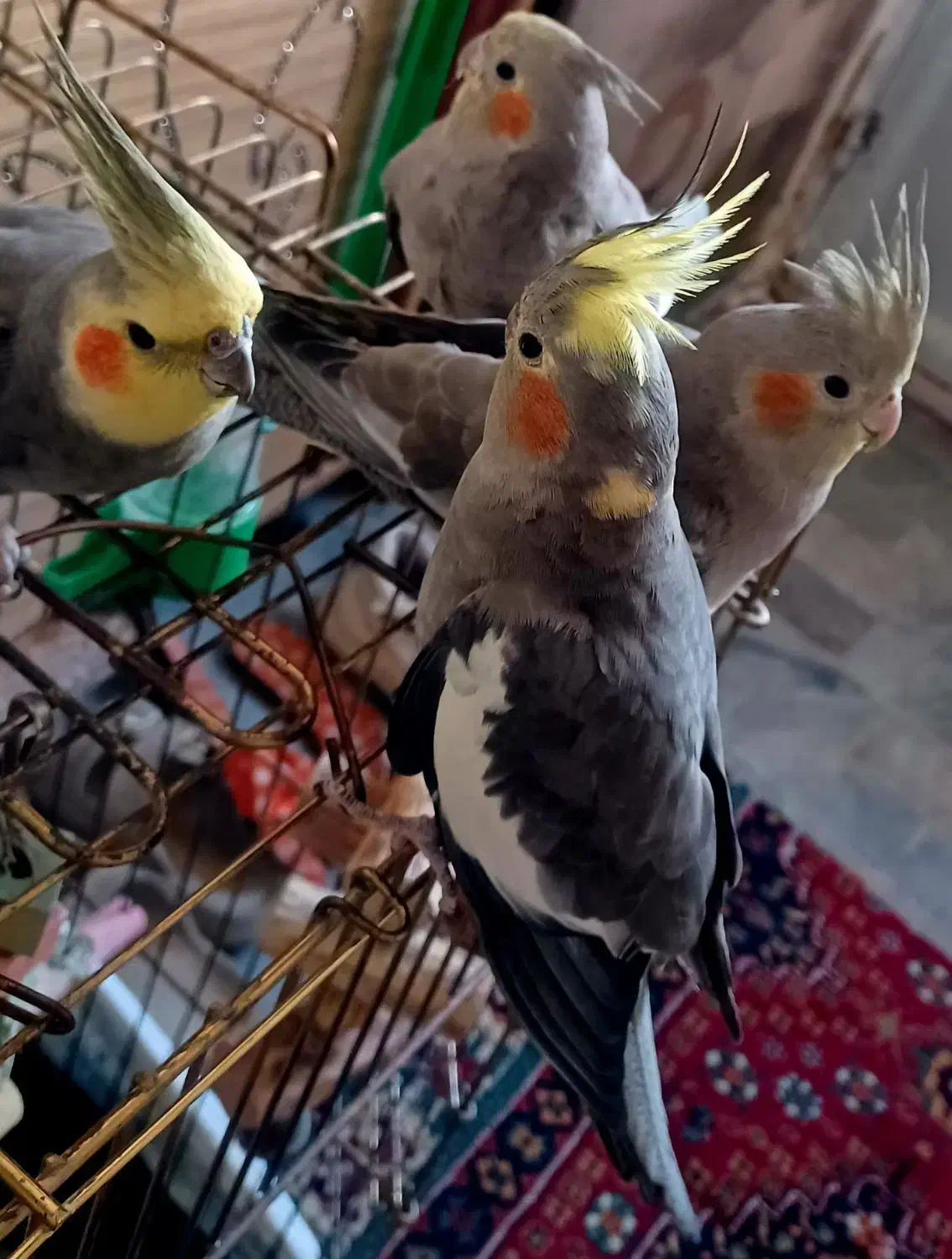 عروس هلندی.تخم گذار|پرنده|تبریز, |دیوار