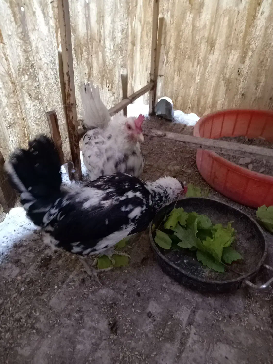 مرغ گلین|پرنده|نجفآباد, حومه نجف آباد|دیوار